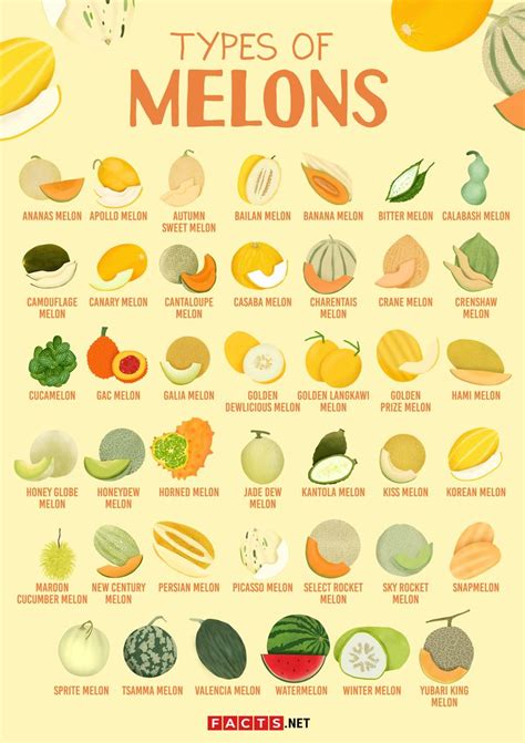 melons tibe|Melons of the World: 13 Melon Types